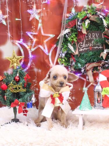 202312221きなこちゃん